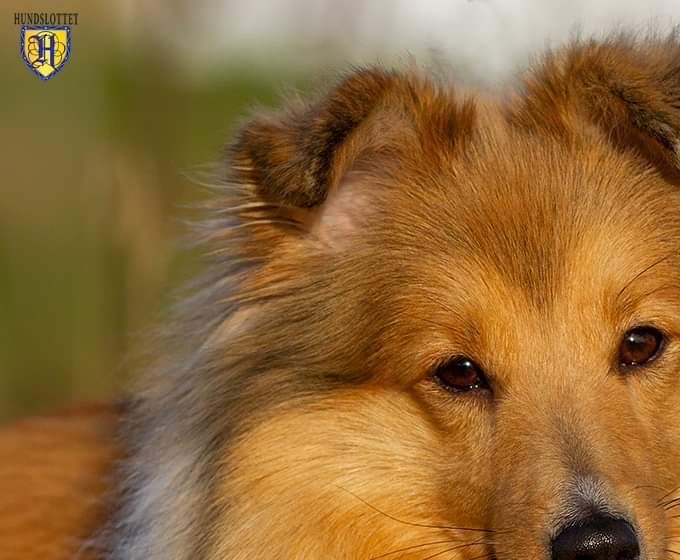 Dahlphoria er en liten nystartet kennel med oppdrett av shetland sheepdog og holder til i Narvik. Vi avler på sunne og funksjonelt friske individer og i henhold til anbefalinger fra Norsk Shetland Sheepdog klubb og NKKs etiske retningslinjer for avl
Planlegger valpekull vinteren 22/23.
Vi setter opp venteliste når evt drektighet er bekreftet, så følg med på hjemmesiden :-)
HJEMMESIDEN ER UNDER ETABLERING - MER INFO KOMMER :-)
